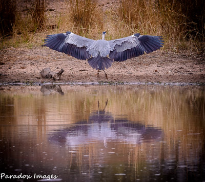 Grey Heron coming in for a landing