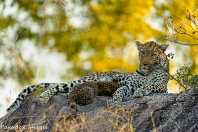 Leopard cub and Mom