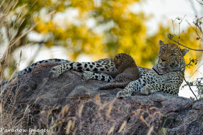 Leopard cub & Mom II