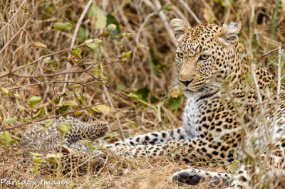 Leopard and Cub in the grass