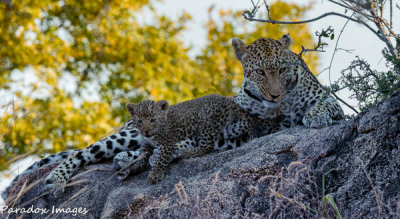 Leopard and Cub III