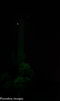 Blood Moon and Saguaro