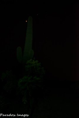 Blood Moon and Saguaro II