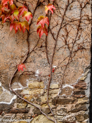 Vine and Wall