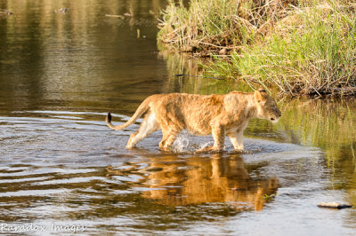 Lions
