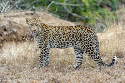 Leopard On The Move II