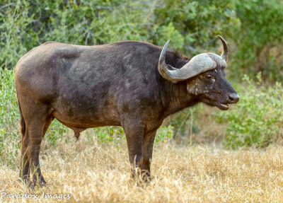 South Africa