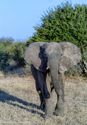 Elephant Portrait