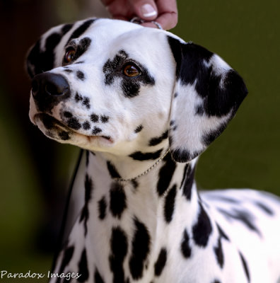 Dalmatian Headshot #1