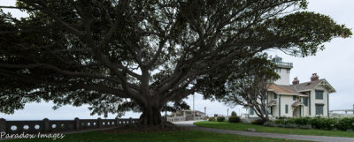 Point Fermin Lighthouse and Tree