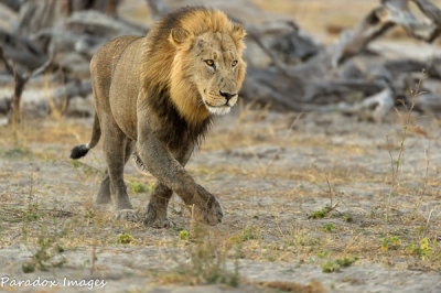 Lion on the prowl