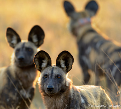 Wild Dog Family, posing while hunting