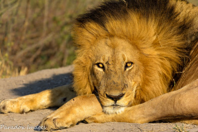 Male Lion Chilling