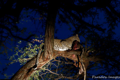 Leopard Female with Impala Kill