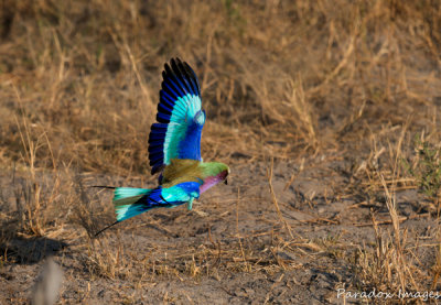 Lilac Breasted Roller In Flight