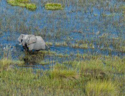 Elephant wading