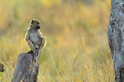 Baboon Youngster