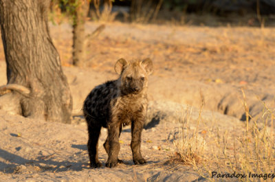Hyena pup in morning light