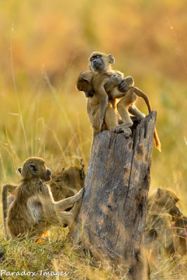 Baboon Play Time
