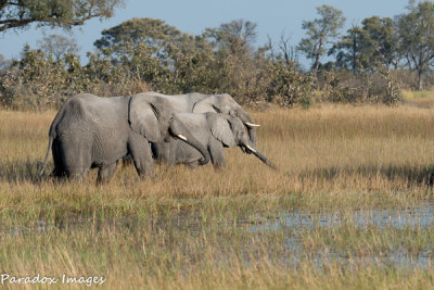 More elephant wading