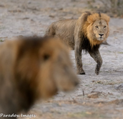 Lion Males pass by in review