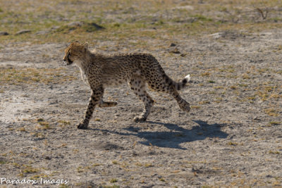 Cheetah youngster on the move