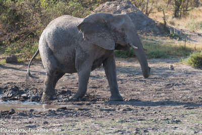 Elephant Mud bath