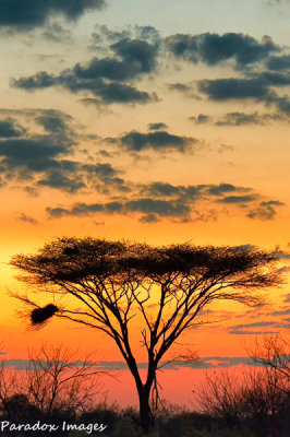 Sunset over Umbrella Tree