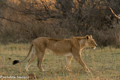 Lioness Moving