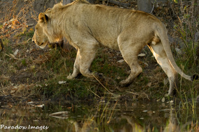 Lion Water Crossing 1