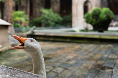 The famous geese of the gothic cathedral