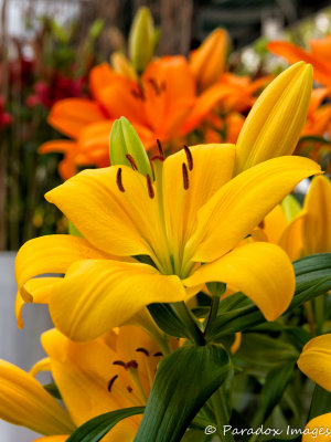 Tulip Bloom