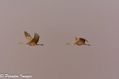 Sandhill Cranes in the morning glow