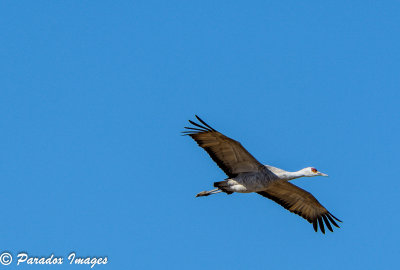 Sandhill Crane in flight