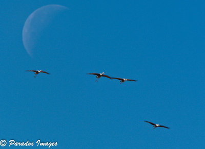 Formation coming in for landing against the moon
