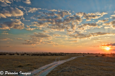 Big Herd at Sunset - Chobe National Park