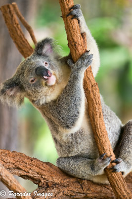 Swinging Koala