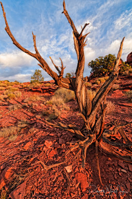 Capitol Reef National Park