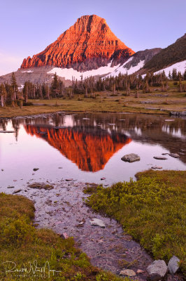 Mt Reynolds Reflection