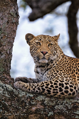 Leopard Pose