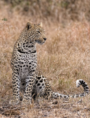 Leopard On The Hunt