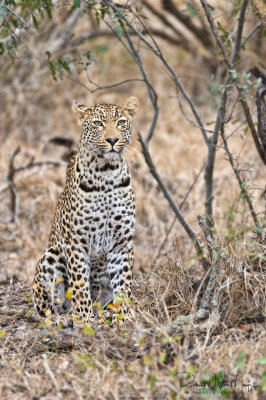 Third Leopard Close Up