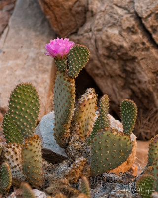 Cactus Bloom - River Mile 31.9