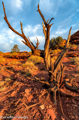 Tree and sunrise colors