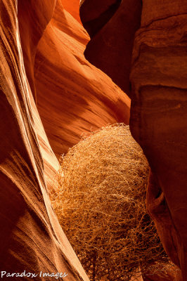 Upper Antelope Bush