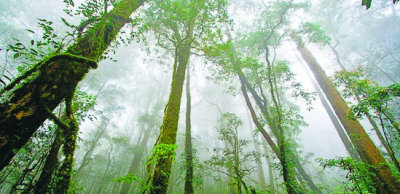 1207.rainforest.jpg-550x0.jpg