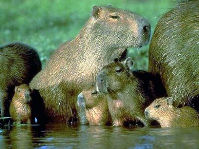 amazon-giant rat.jpg