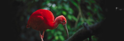 animals-scarlet-ibis-hero.jpg
