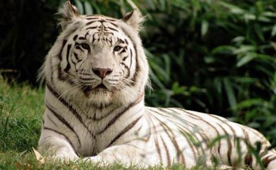 bengal.jpg