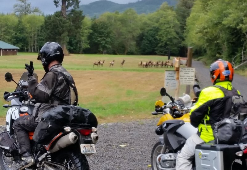 Olympic Peninsula Adventure Ride- Rainy West Side, Forks South, Elk Herd, Day 3